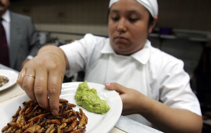 ¿Cuáles son los mejores insectos para comer?