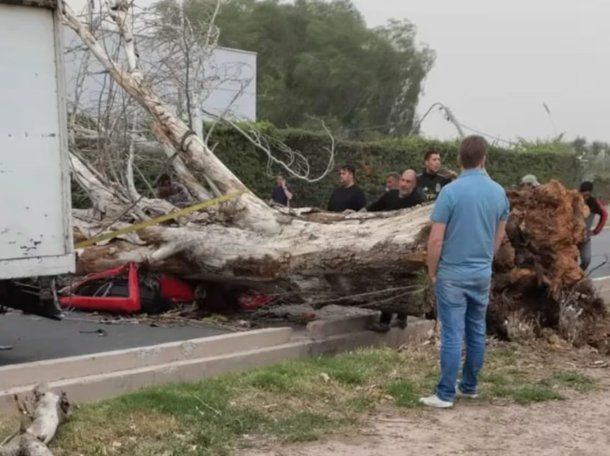 Drama en Mendoza: murió una mujer tras la caída de un árbol por los fuertes vientos