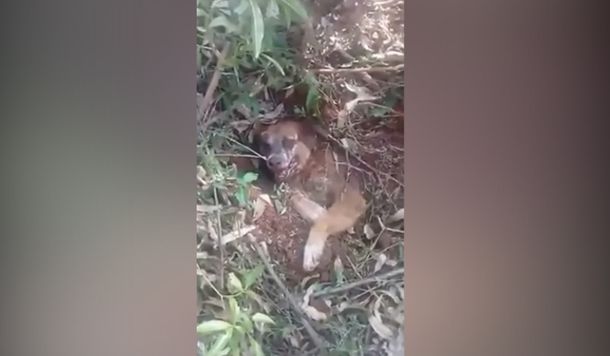 Crueldad pura: rescataron a un perro que fue enterrado vivo por sus dueños