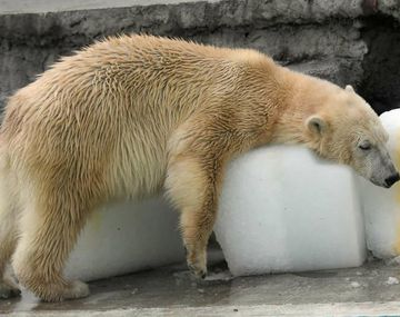 El oso polar intenta sobrevivir a los 40 grados en Budapest