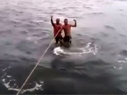 Usaron un tiburón como tabla de surf