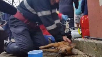 Un bombero salvo a un perro haciéndole resucitación Un bombero salvo a un perro haciéndole resucitación