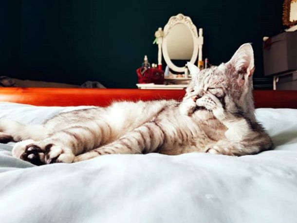 ¿El sucesor de Grumpy Cat? Es el gato más triste de la web pero tiene a todos enamorados