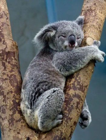 Australia autorizó una matanza humanitaria de koalas afectados por un incendio