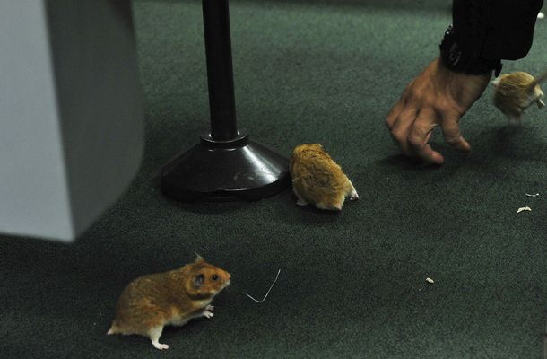 Mirá las ratas que soltaron en el congreso de Brasil por el Petrolao