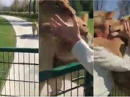 El video de la mujer que crió a dos leonas y las fue a visitar siete años después era mentira El video de la mujer que crió a dos leonas y las fue a visitar siete años después era mentira