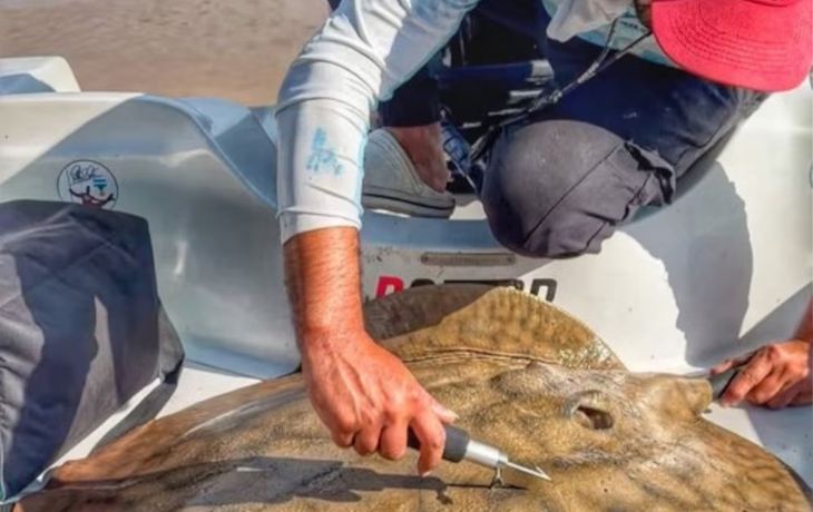 Científicos del CONICET detectan el mayor desplazamiento de una raya gigante en el río Paraná