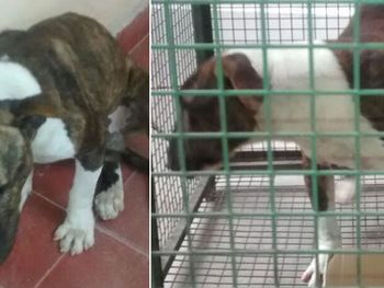 Un Bull Terrier entró a una escuela y mordió a tres niños en Córdoba