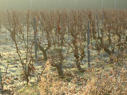 La sequía destruyó el 30% de la producción vitivinícola. La sequía destruyó el 30% de la producción vitivinícola.