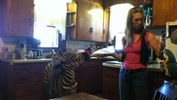 Cebra y papagayo Cebra y papagayo