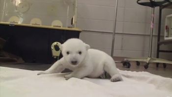 video: los primeros pasos de un oso polar bebe video: los primeros pasos de un oso polar bebe