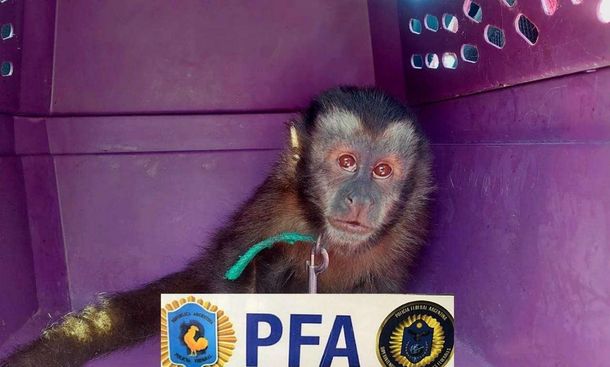 Maltrato animal en Merlo: un mono capuchino fue rescatado de una vivienda donde estaba cautivo