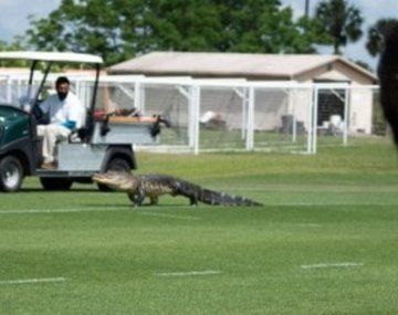 Insólito: un cocodrilo apareció en el entrenamiento del Toronto FC