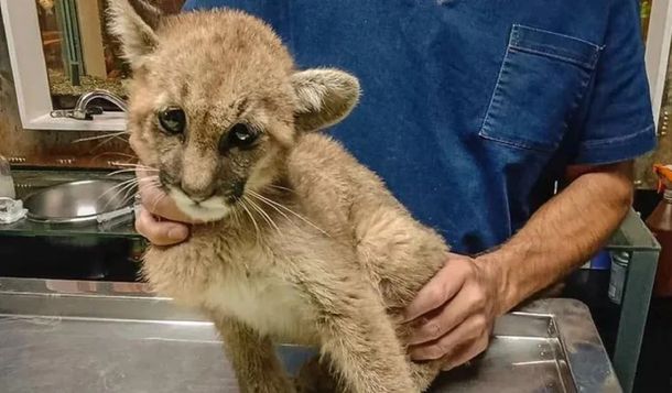 San Juan: una puma fue rescatada tras quedar atrapada en una pileta vacía