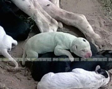 Gentileza Diario Norte