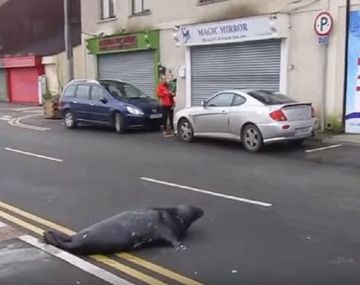 Foca cruza la calle para comer en restaurante