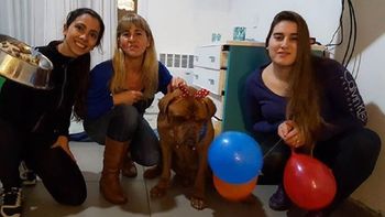 la increible recuperacion de athos, el perro que estuvo al borde de la muerte la increible recuperacion de athos, el perro que estuvo al borde de la muerte