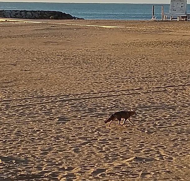 Mar del Plata: buscan a un zorro suelto en la playa