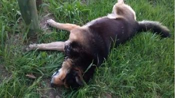 denuncian envenenamiento de perros en lujan: ya murieron 5 animales denuncian envenenamiento de perros en lujan: ya murieron 5 animales