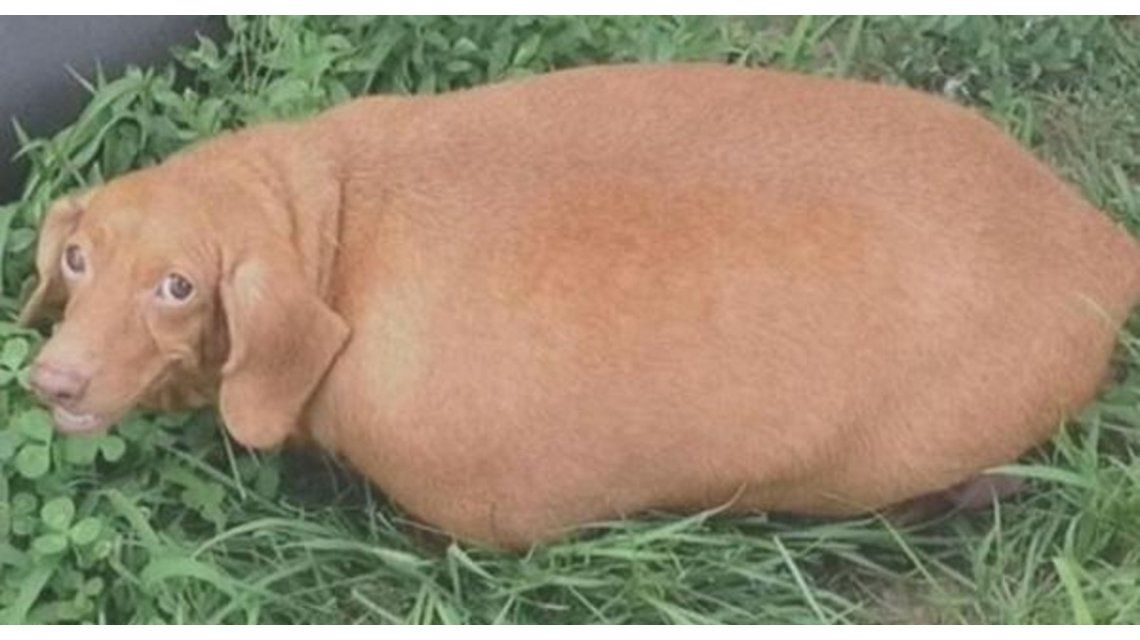 La dieta perfecta mirá cómo bajó de peso un perro salchicha de 25 kilos La dieta perfecta mirá cómo bajó de peso un perro salchicha de 25 kilos