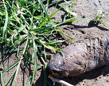 Conmoción por el hallazgo de un extraño animal en una plantación de arroz