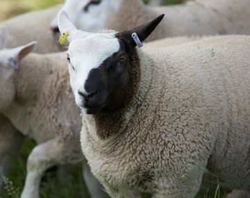 El curioso caso de la oveja blanca que nació con la cara de dos colores