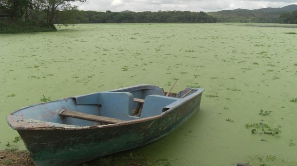 Las plantas llegarían para rescatar aguas contaminadas
