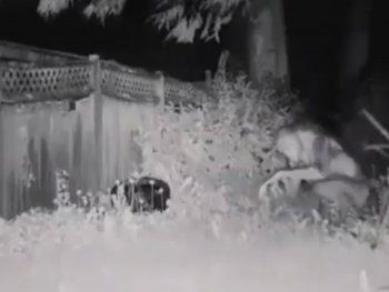 Inédito: conmoción por el video de un presunto extraterrestre 