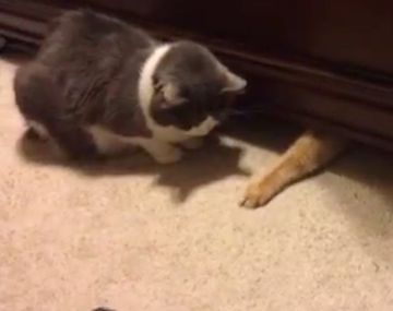 Así un gato engaña a otro con la comida