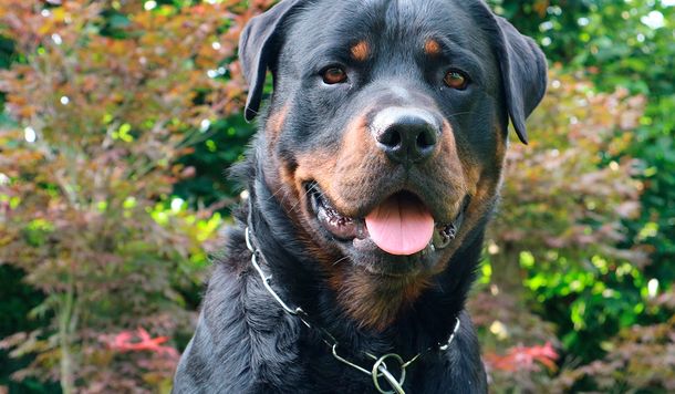 Un perro cuidó a un bebé recién nacido durante toda la noche