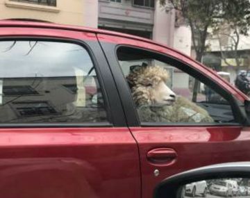 El misterio del hombre que pasea en su auto con una oveja