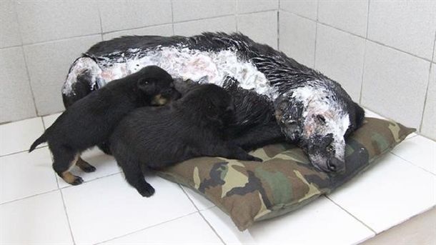Le tiraron aceite hirviendo y siguió amamantando a sus cachorros a pesar del dolor