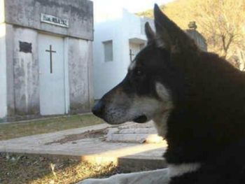 Capitán, firme junto a su amo hace más de 10 años