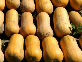 Quisieron robar 900 kilos de zapallos: contrataron un flete y los detuvieron