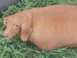 Foto: ABC News Foto: ABC News