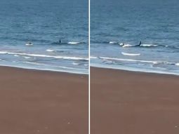 Una orca persiguió a un kayakista en Río Negro Una orca persiguió a un kayakista en Río Negro