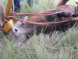 Rescataron a un ciervo que había caído a un canal en Córdoba Rescataron a un ciervo que había caído a un canal en Córdoba