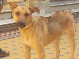 Balcarce, el perro PRO, llegó a Casa de Gobierno