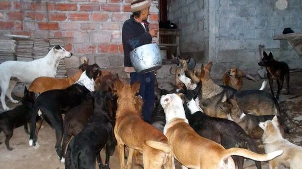 Una abuela vive con 32 perros que rescató de la calle