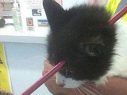 gato sobrevive despues que una flecha le atravesara la cabeza gato sobrevive despues que una flecha le atravesara la cabeza