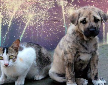 Cómo proteger a las mascotas de la pirotecnia en Año Nuevo