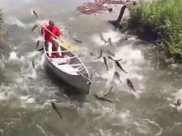 video: lo atacaron los peces voladores video: lo atacaron los peces voladores