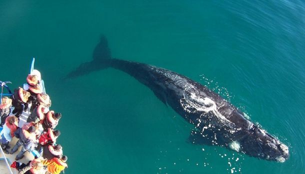 Nuevo récord de ballenas en Península Valdés