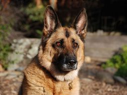 Un hombre tuvo que comerse a su perro para sobrevivir