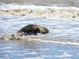 Del Riachuelo al mar: la vuelta a casa de un lobo marino