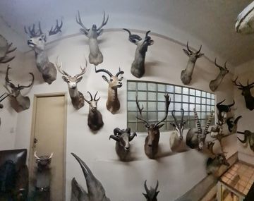 Hallaron una colección de animales embalsamados en la fábrica Felfort.&nbsp;