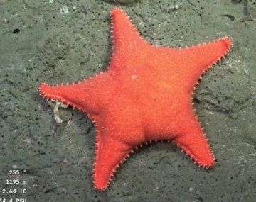 Fábrica de pastas creó fideos con la forma de la estrella culona del CONICET