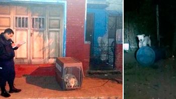 ahora en san luis: un dogo mato a un nene de un ano ahora en san luis: un dogo mato a un nene de un ano