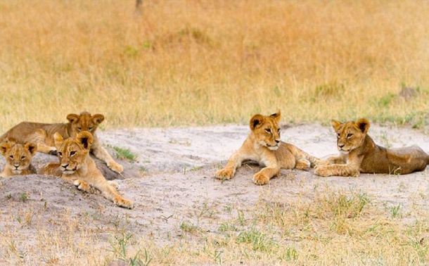 El hermano de Cecil se hizo cargo de sus cachorros tras su muerte
