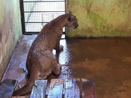 El puma ya se encuentra en una reserva de Misiones El puma ya se encuentra en una reserva de Misiones